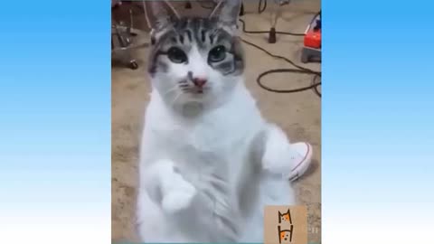 Best Of 2021 - Top Funny Pet Videos - TRY NOT TO LAUGH