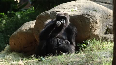 Western Lowland Gorilla Born at Zoo Atlanta