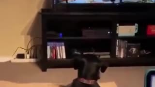 My dog freak out when watching skeleton on tv