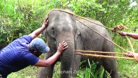 Treating poor elephant suffering with abscess in the left elephant zone