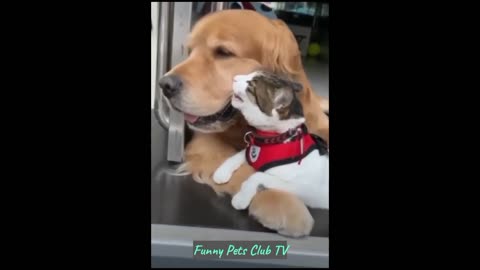 Funny Animal Videos 2024