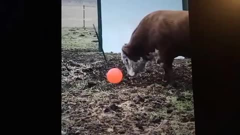 Bud, the ball playing bull