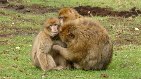 sex between monkeys.