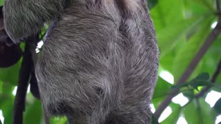 Amazing Sloth Footage - 4k - UHD - In the Rain-forest of Costa Rica