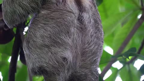 Amazing Sloth Footage - 4k - UHD - In the Rain-forest of Costa Rica