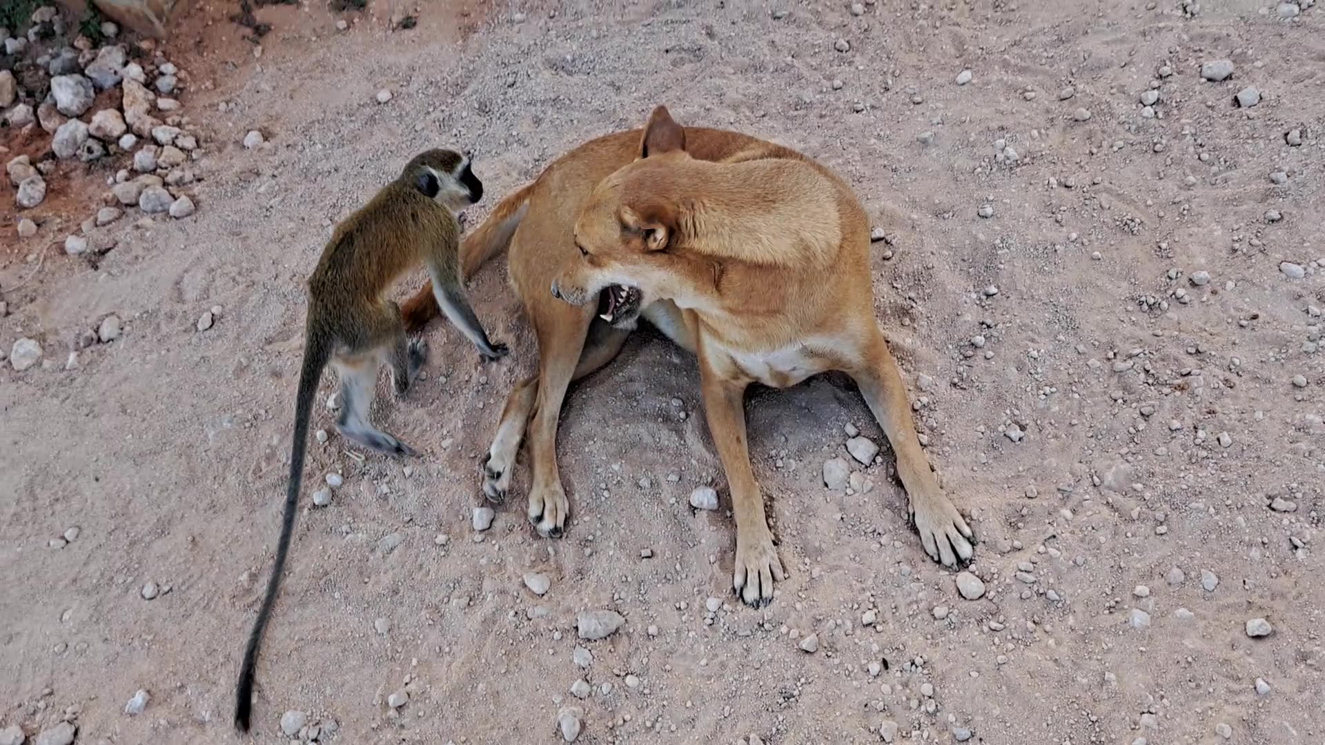 The monkey playing with the dog in a surprising way!