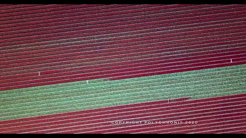 KEUKENHOF 🇳🇱 AMSTERDAM Drone 4K World's largest Tulip Fields 2022