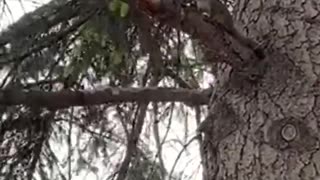 Nature and animal: squirrel show - #fight, #flight, and #flick, #naturesounds, #sounds