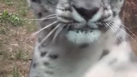 White tiger in front of the camera