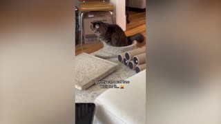 FUNNY!!! Funny cat videos compilation 🤣