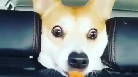 what a cute face of the dog
