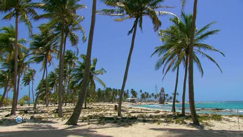 Palm trees on the beach near the ocean