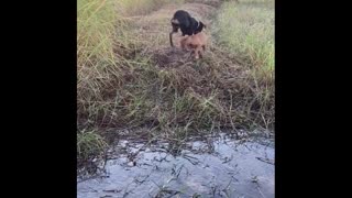 Dog Helps Little Pup Face Fear Crossing Stream