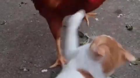 A fight between a cat and a rooster