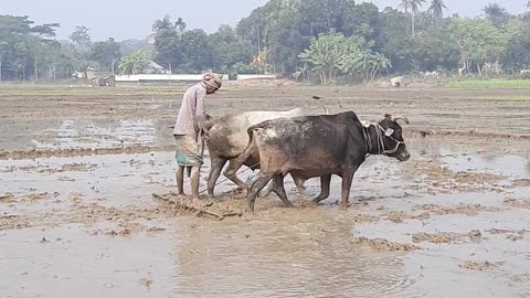Cultivation of land with cows
