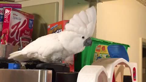 Cockatoo must dance every time she hears a beat