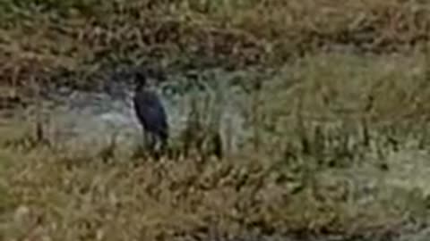 The nature zone: Another bird chilling out by a pond.