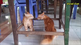 Cats Fighting and Meowing I These Two are Bloody Brothers Viral Cat 1080p