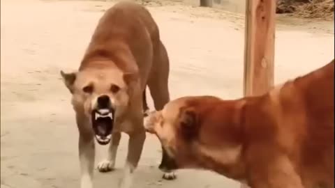 Funny creazy dog 🐶 mirror prank dog
