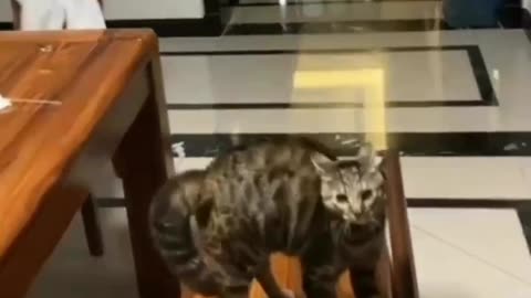 What a landing / cat jump Hilarious 😂🤣