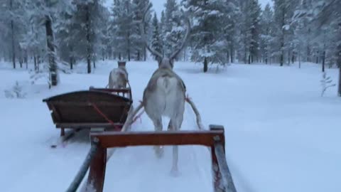 Reindeer Run Away While Towing Humans