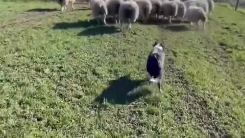 News Break: Amazing dog herding a field of sheep