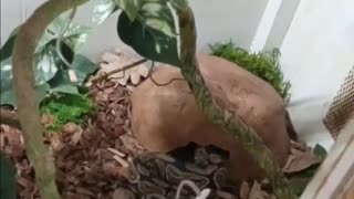 Ball python Daisy feeding video