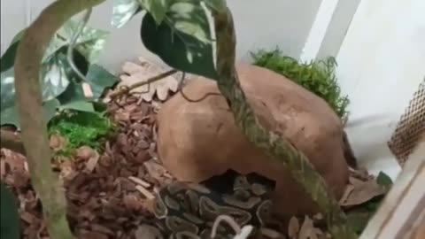 Ball python Daisy feeding video