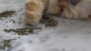 Kitty Approves of High Quality Catnip