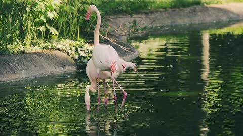 Beutiful Flamingo Couple at a Beutiful motin.