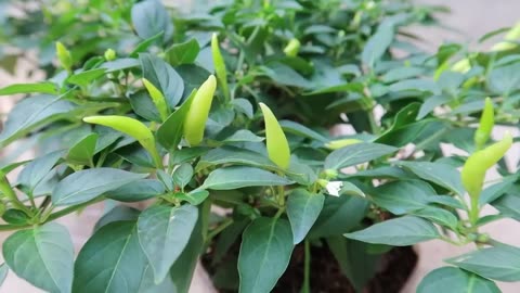 growing peppers in plastic bottle is easy and requerest no watering