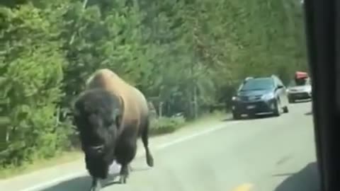 Damage my car through animal #shorts #car #animals #trending #viral