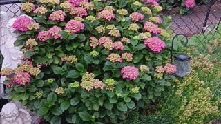 Hydrangea plants