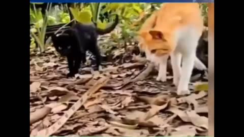 Cat slaps the snake | Cat attacks the snake |