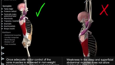 Pull Ups & Dips with Muscular Analysis