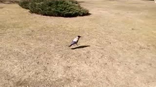 Crow jump like kangaroo