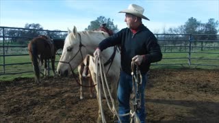 Safe bridling young horses or older horses with issues.