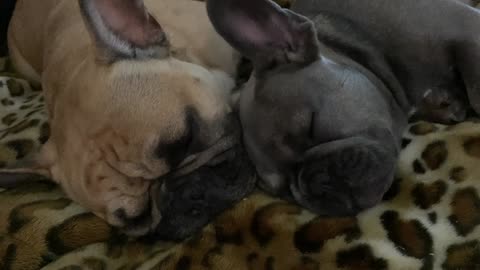 Side By Side Snoring Pups