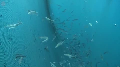 Flying fish with amazing skills to escape sea predators
