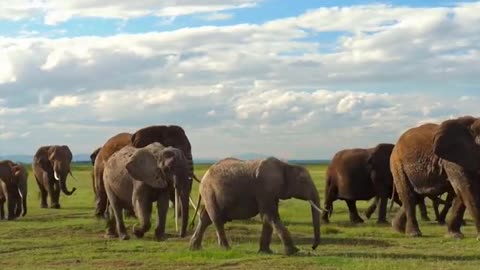 A group of elephants are playing with slow and heavy steps