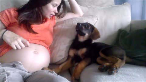 Mother Tells Her Puppy Junie She Is Pregnant And She Approves