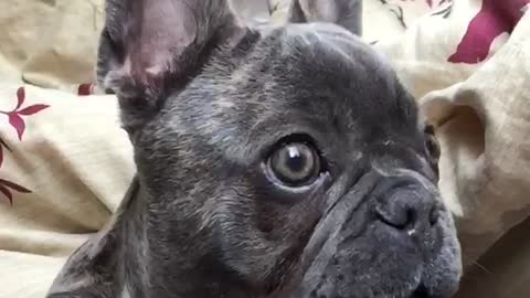 This is what a shocked puppy looks like in slow motion