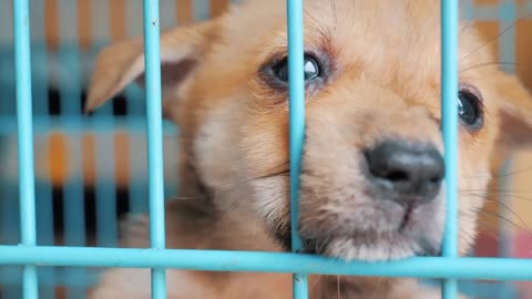 Close-up of sad puppy in shelter behind fence waiting to be rescued and adopted to new home.