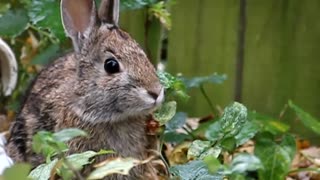 Rabbit Sniffing