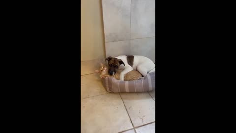 Dog and cat adorably cuddle together in bed