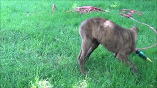 Puppy is fighting with a water hose