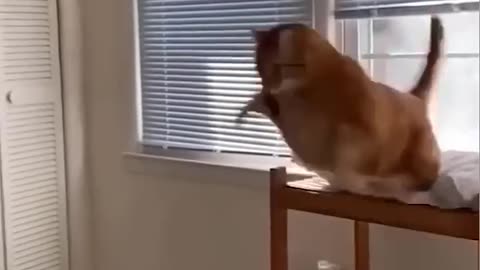 FUNNY ANIMALS VIDEO