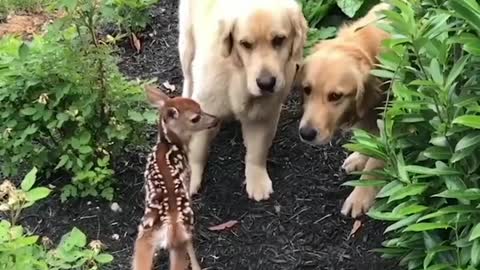 Dog made a friend with Deer baby.