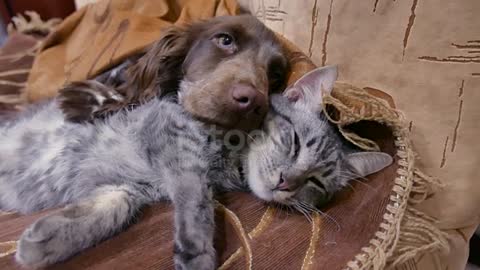 Cat and a dog are sleeping