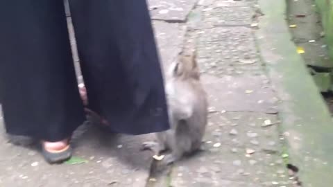 Monkey won't stop playing with woman's pants